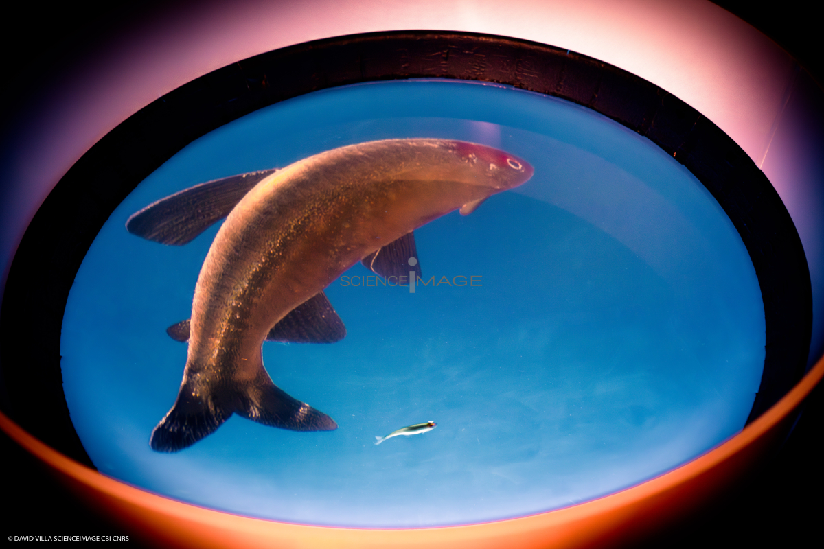 Dispositif Réalité Virtuelle Poissons_M2_0771