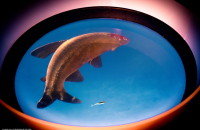 Dispositif Réalité Virtuelle Poissons