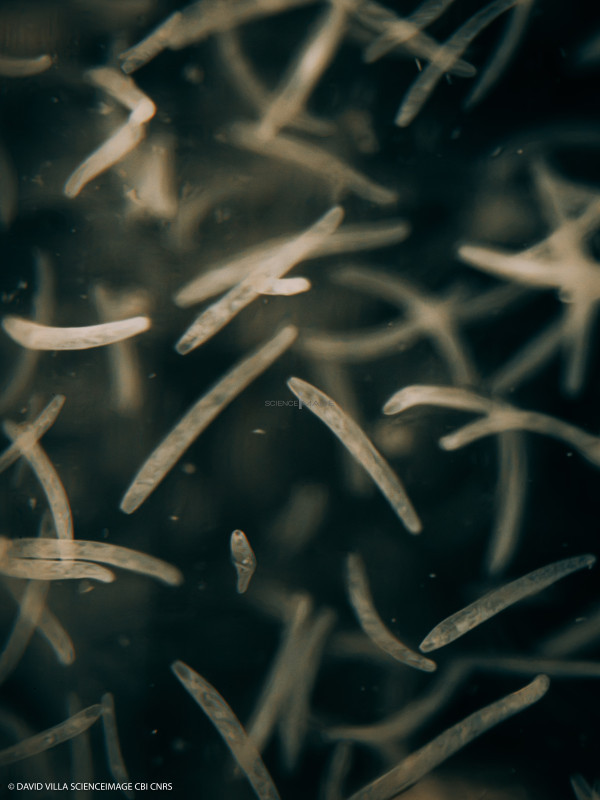 Spirostomum ambiguum-3