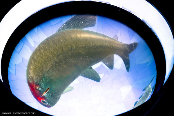 Dispositif rÃ©alitÃ© virtuelle poissons multiples_11