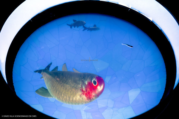 Dispositif rÃ©alitÃ© virtuelle poissons multiples_10