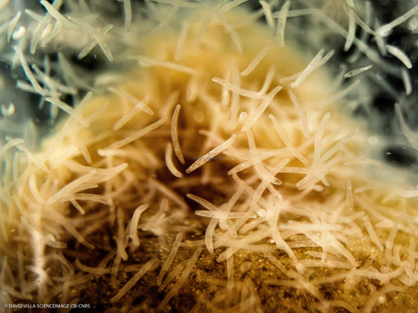 Spirostomum ambiguum-14