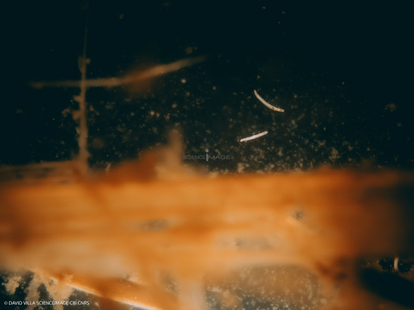Spirostomum ambiguum-11