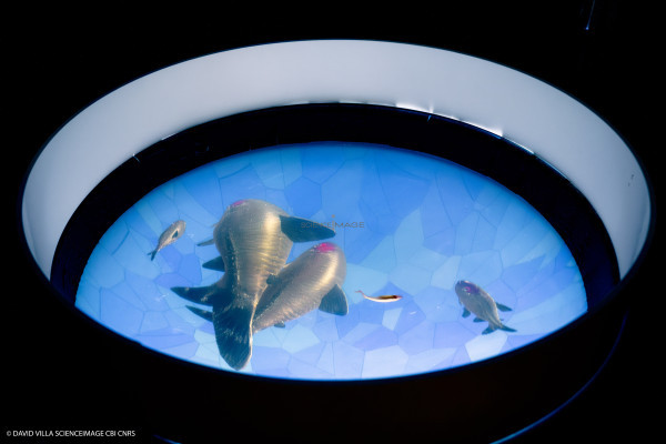 Dispositif rÃ©alitÃ© virtuelle poissons multiples_2