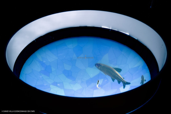 Dispositif rÃ©alitÃ© virtuelle poissons multiples_4