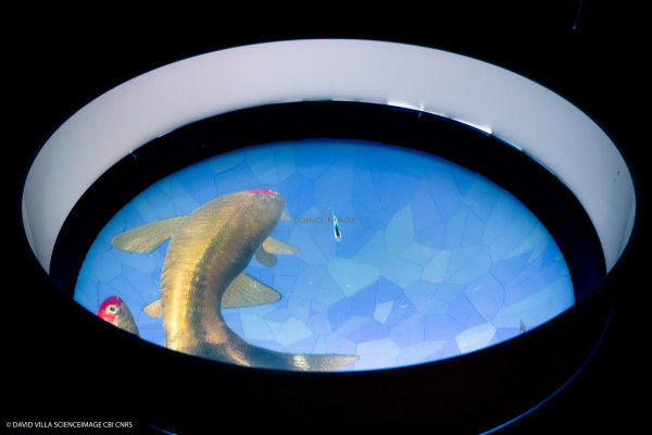 Dispositif rÃ©alitÃ© virtuelle poissons multiples_3