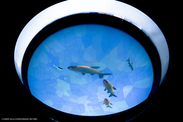 Dispositif rÃ©alitÃ© virtuelle poissons multiples_6