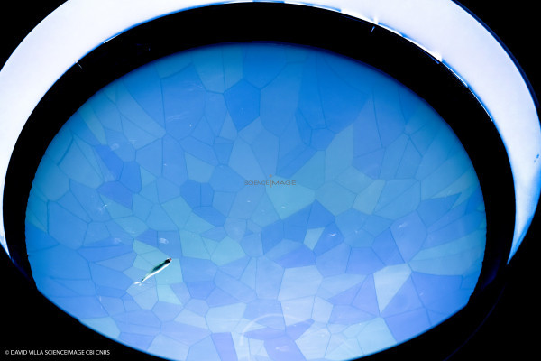 Dispositif rÃ©alitÃ© virtuelle poissons multiples_12