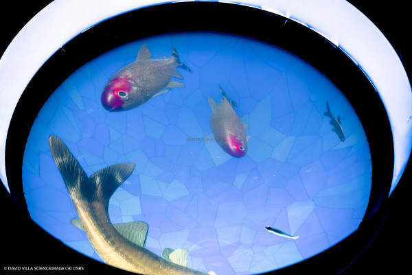 Dispositif rÃ©alitÃ© virtuelle poissons multiples_13