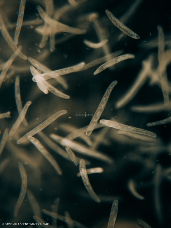 Spirostomum ambiguum-2