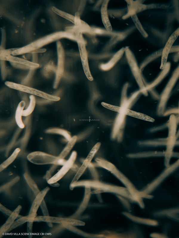 Spirostomum ambiguum-5