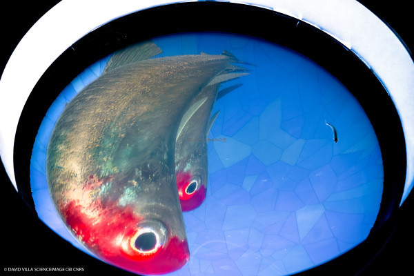 Dispositif rÃ©alitÃ© virtuelle poissons multiples_9