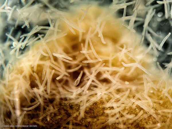 Spirostomum ambiguum-13