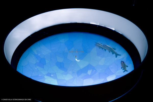 Dispositif rÃ©alitÃ© virtuelle poissons multiples_5