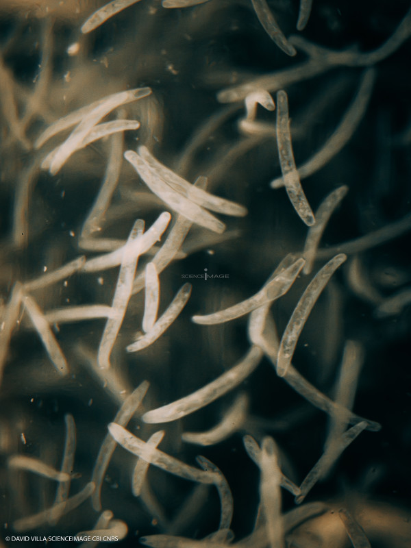 Spirostomum ambiguum-7