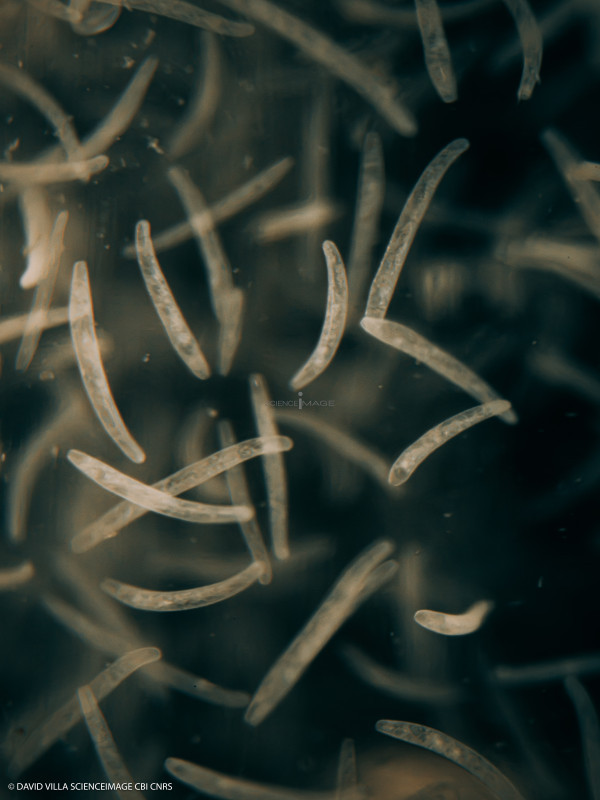 Spirostomum ambiguum-1