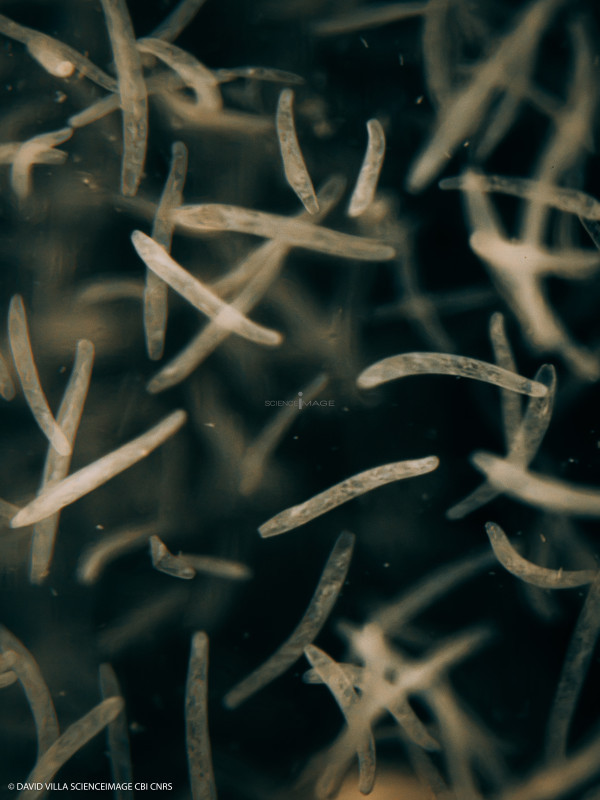 Spirostomum ambiguum-4