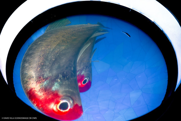 Dispositif rÃ©alitÃ© virtuelle poissons multiples_8