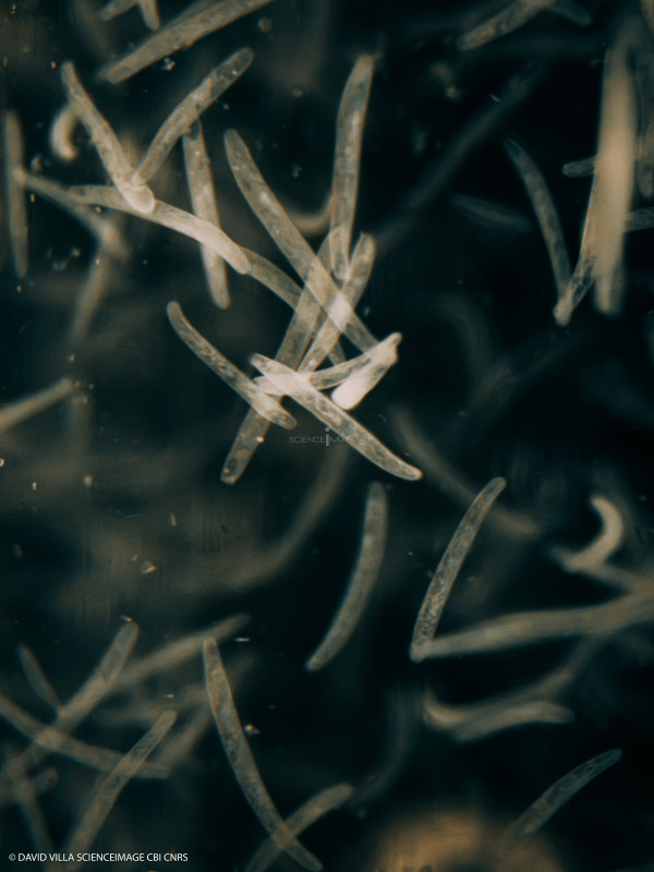 Spirostomum ambiguum-6