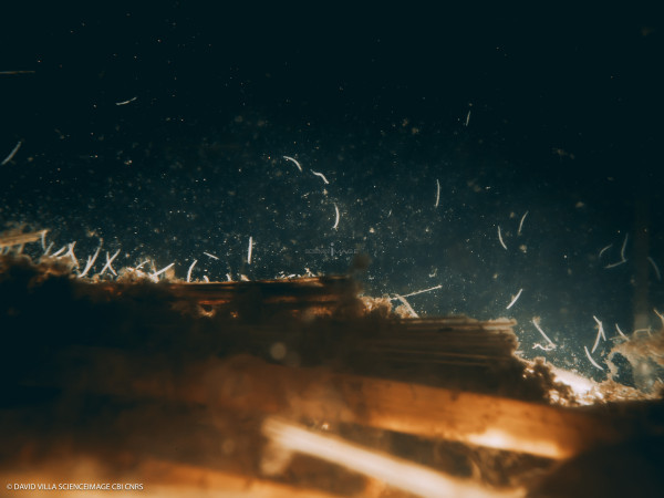 Spirostomum ambiguum-10